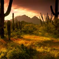 Lower Sonoran Sunrise